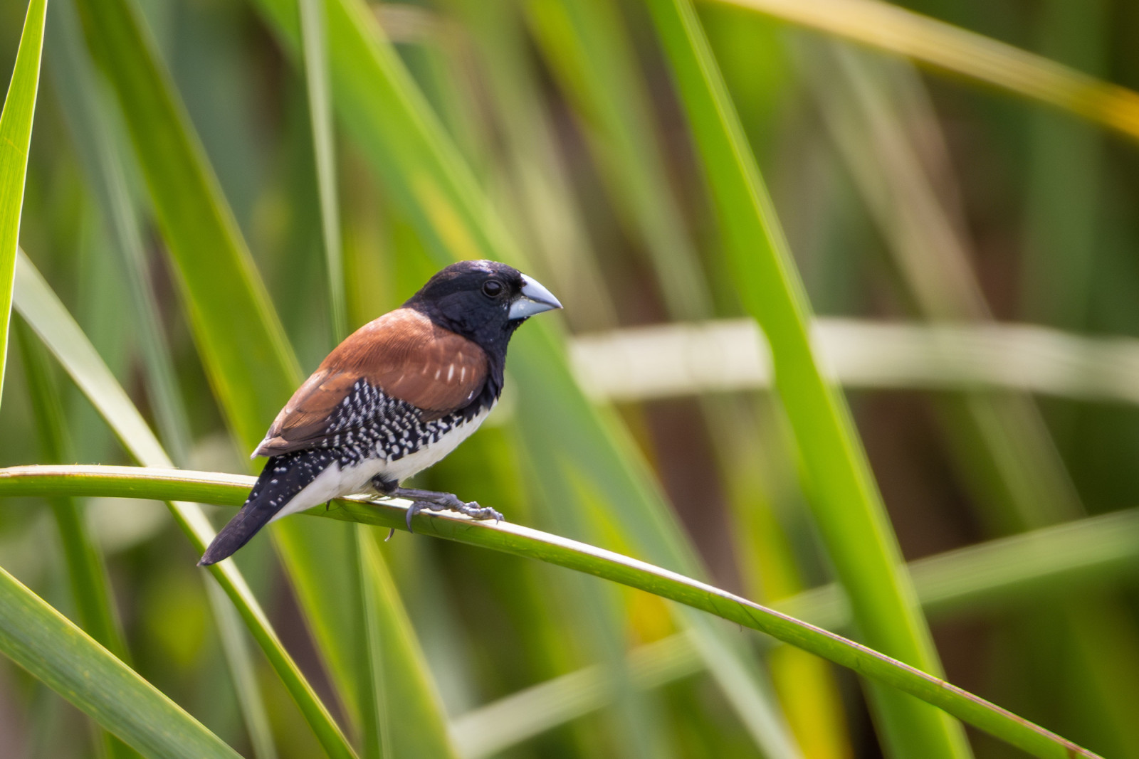 image Black-and-white Mannikin